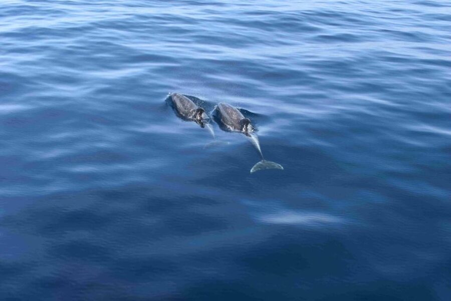 Puerto Rico de Gran Canaria: Premium Dolphin Catamaran Tour - Premium Catamaran Comfort on Gran Canaria’s South Coast