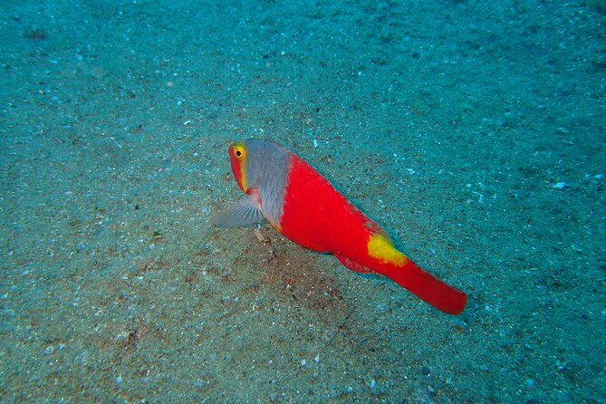 Scuba Diving Experience at Arguineguin and Puerto Rico - Key Highlights You’ll Actually Care About