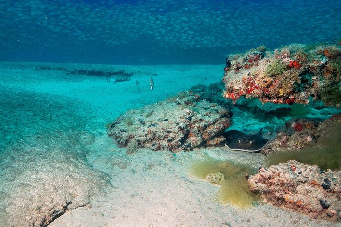 Scuba Diving Experience at Arguineguin and Puerto Rico - Where You Start on Gran Canaria: Anfi del Mar to the Boat