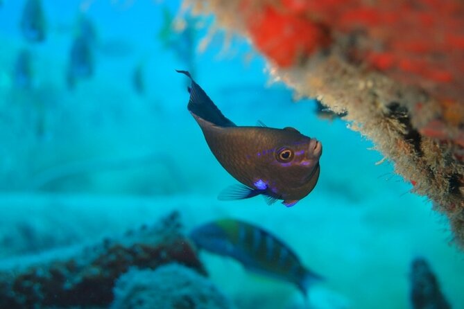 Scuba Diving Experience at Arguineguin and Puerto Rico - Who This Experience Fits Best (and Who Might Hesitate)