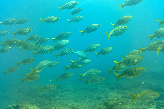 Snorkeling in Gran Canaria with Hotel Pick-up - The Snorkeling Part: Watching Fish Instead of Fighting Your Setup