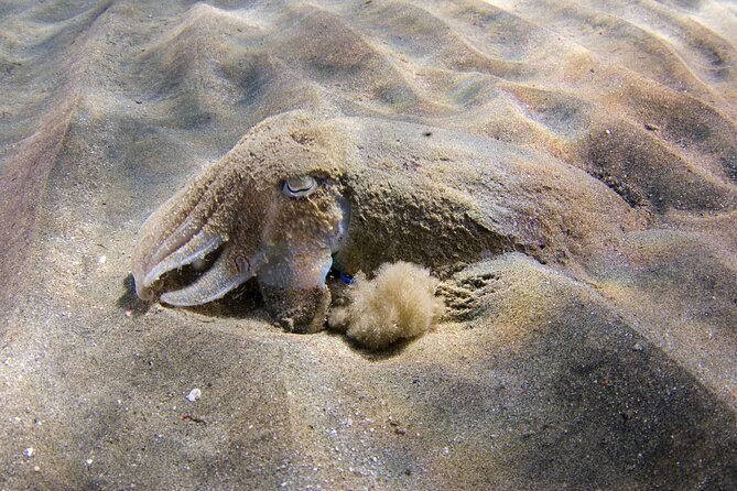 Snorkeling in Gran Canaria with Hotel Pick-up - Getting Ready: Pack Light, Plan for a Warm Morning