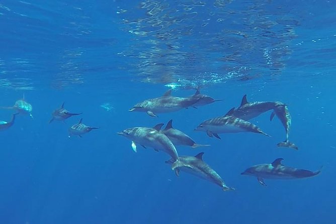 Spirit of the Sea: Cetacean sighting in Gran Canaria - Meeting at Calle Puerto Base: getting on board the right way