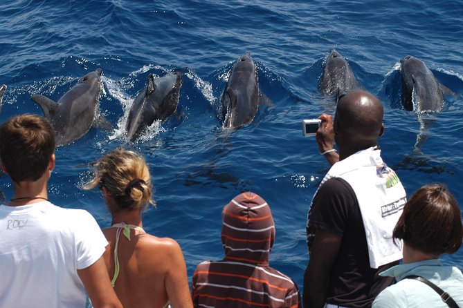 Spirit of the Sea: Cetacean sighting in Gran Canaria - The search for dolphins and whales: how the crew works the water