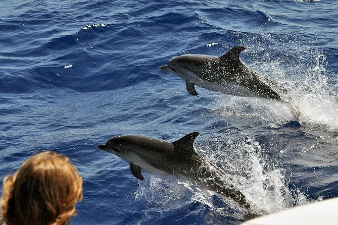 Spirit of the Sea: Cetacean sighting in Gran Canaria - Animal respect and distance: what good practice looks like on the water