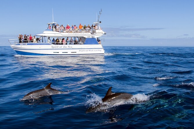 Spirit of the Sea: Cetacean sighting in Gran Canaria - Other marine life: turtles, flying fish, and bonus surprises