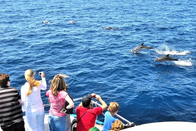 Spirit of the Sea: Cetacean sighting in Gran Canaria - Price and value: is $48.27 actually a smart spend?