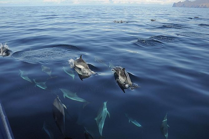 Spirit of the Sea: Cetacean sighting in Gran Canaria - Comfort tips that matter (especially if you get motion sick)