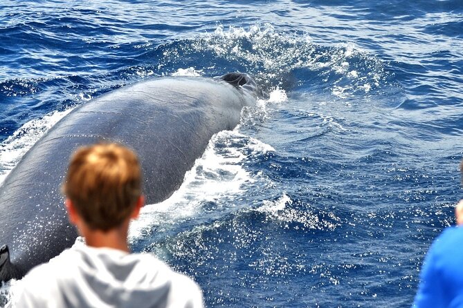 Spirit of the Sea: Cetacean sighting in Gran Canaria - Glass-bottom windows: why this feature can make or break the wow-factor