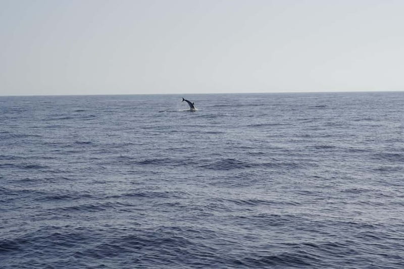 Sunset Dolphin Watching Tour on Hybrid Boat in Small Group - Entering the Day’s Evening Light from Pasito Blanco