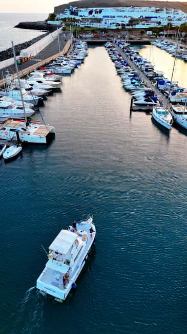 Sunset Dolphin Watching Tour on Hybrid Boat in Small Group - What You Can See: Dolphins, Pilot Whales, and Other Sea Life