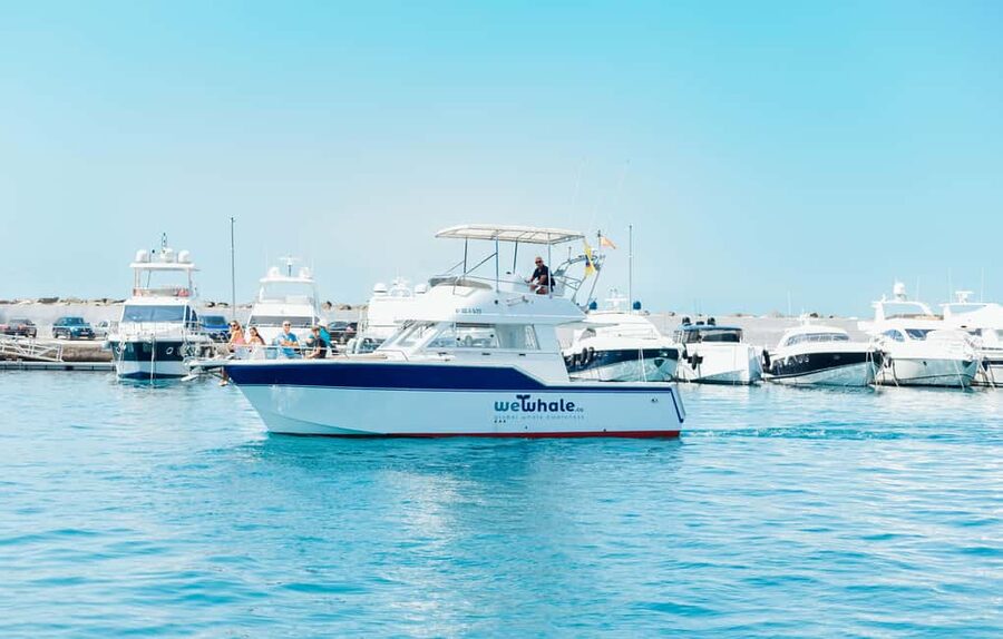 Sunset Dolphin Watching Tour on Hybrid Boat in Small Group - Small Group Comfort: Watching Without the Chaos