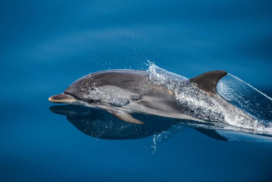 Sunset Dolphin Watching Tour on Hybrid Boat in Small Group - Price and Value: Is $88 Fair for a 2.5-Hour Cruise?