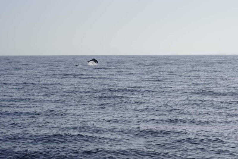 Sunset Dolphin Watching Tour on Hybrid Boat in Small Group - The Hybrid Boat Secret: Quiet Propulsion and Respect