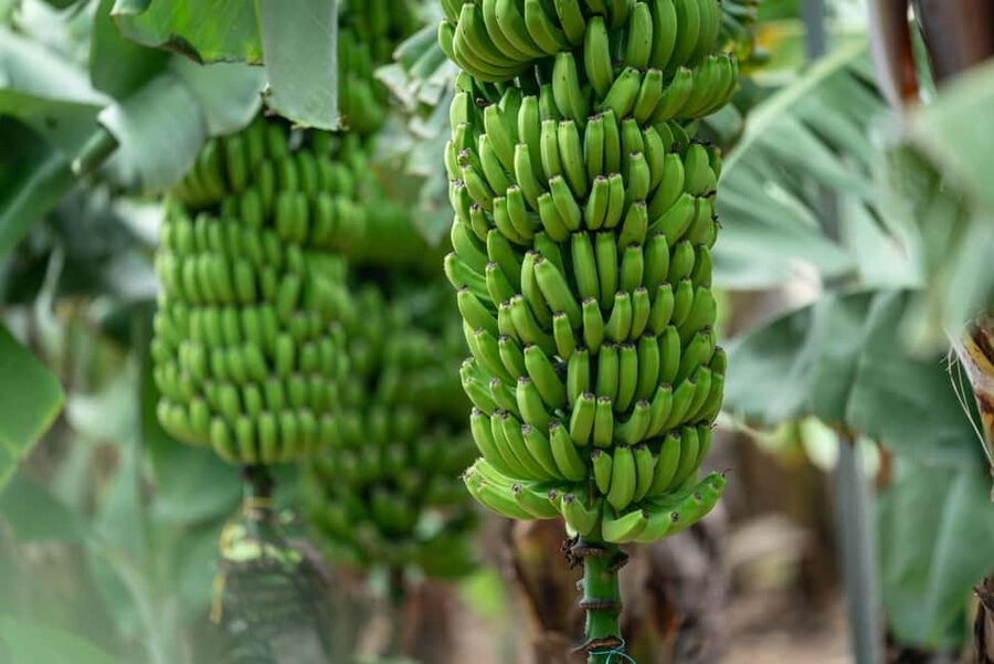 Tastes of Gran Canaria A Day of Flavours and Culture - Key things to know before you go