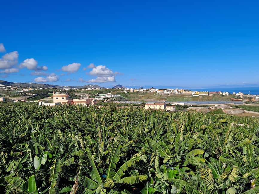 Tastes of Gran Canaria A Day of Flavours and Culture - Price and value: what $105 buys you on this flavor route