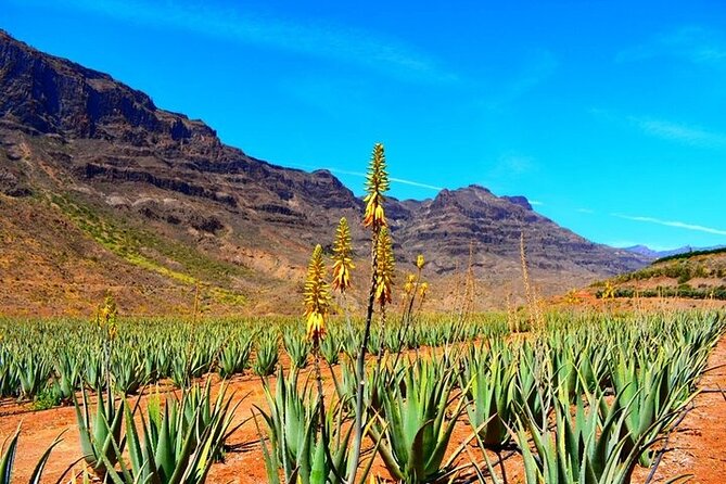Tour to Arucas, Teror, Aloe Vera farm - Highlights - Key Highlights at a Glance