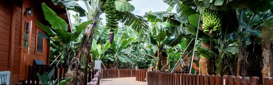 Traditional Gran Canaria: Arucas, Firgas and Teror - A north-of-Gran-Canaria route that actually works from the south